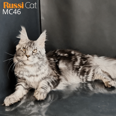 Mèo Maine Coon nhập Nga, champion Nga