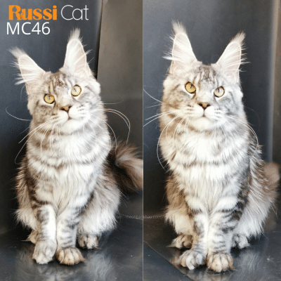 Mèo Maine Coon nhập Nga, champion Nga