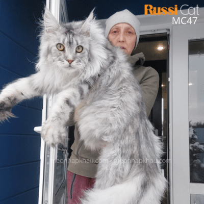 Mèo Maine Coon silver nhập nga, siêu bự