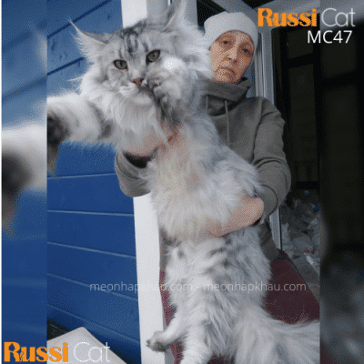 Mèo Maine Coon silver nhập nga, siêu bự