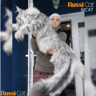 Mèo Maine Coon silver nhập nga, siêu bự