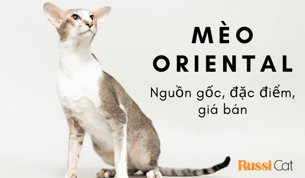 Mèo Oriental nguồn gốc, đặc điểm, giá bán