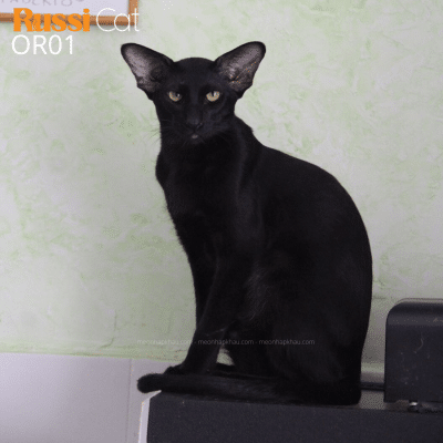 Mèo Oriental nhập Nga (mèo Phương Đông)