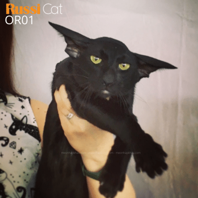 Mèo Oriental nhập Nga (mèo Phương Đông)