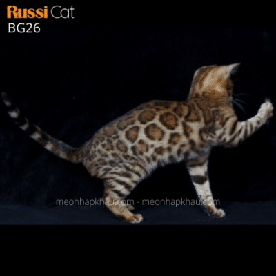 Mèo bengal brown cái nhập Nga