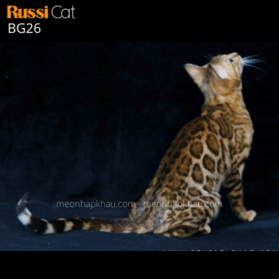 Mèo bengal brown cái nhập Nga