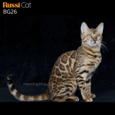 Mèo bengal brown cái nhập Nga