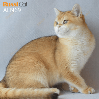 Mèo golden ny12 cái