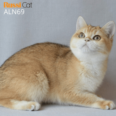 Mèo golden ny12 cái