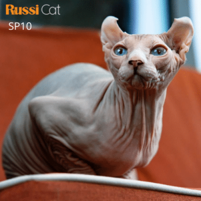 Mèo không lông nhập Nga