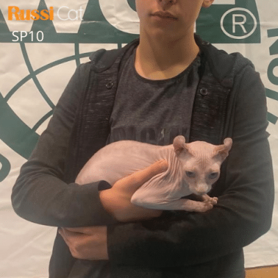 Mèo không lông nhập Nga