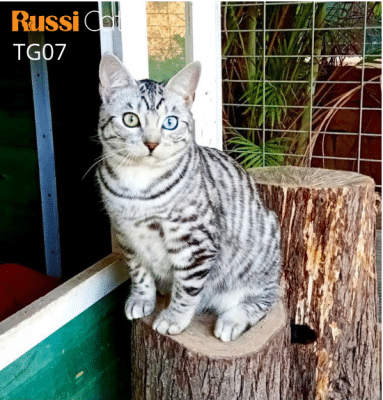 Mèo toyger nhập Nga