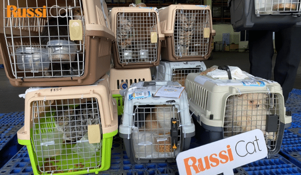 Order chó mèo từ Nga tại RussiCat