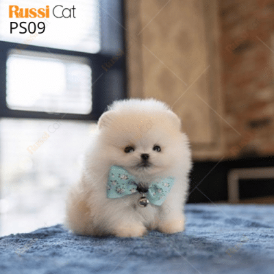 Phốc sóc nhập Nga