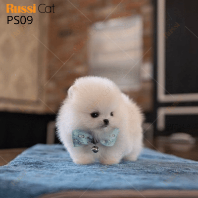 Phốc sóc nhập Nga