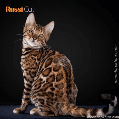 mèo bengal