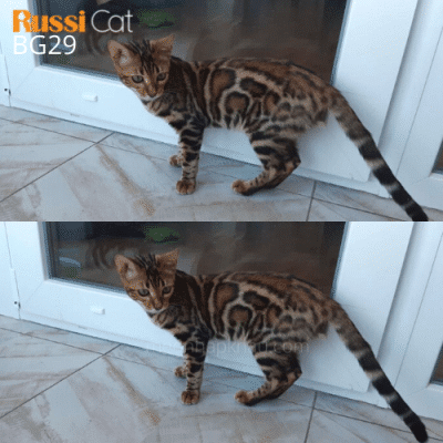 Bengal brown nhập Nga, cái