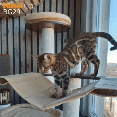 Bengal brown nhập Nga, cái