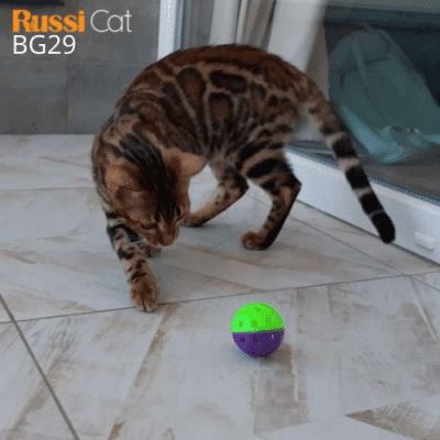 Bengal brown nhập Nga, cái