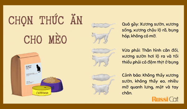 Hình dáng bé mèo 