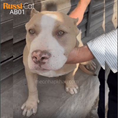 Chó Bully Mỹ nhập Nga