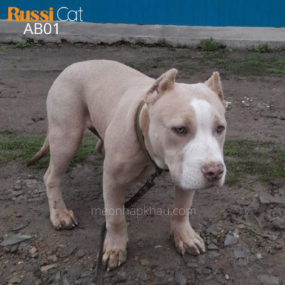 Chó Bully Mỹ nhập Nga