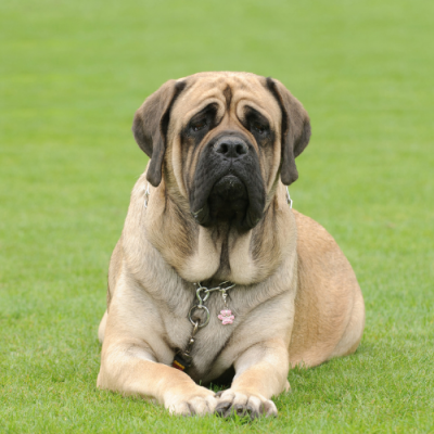 Chó Ngao Anh (English Mastiff)