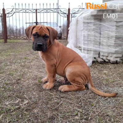 Chó Ngao Anh nhập Nga