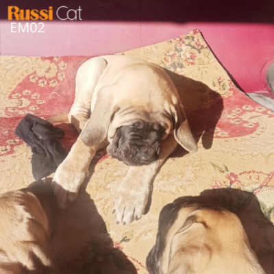 Chó Ngao Anh nhập Nga (english mastiff)