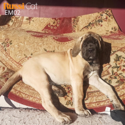 Chó Ngao Anh nhập Nga (english mastiff)