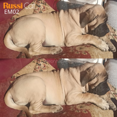 Chó Ngao Anh nhập Nga (english mastiff)