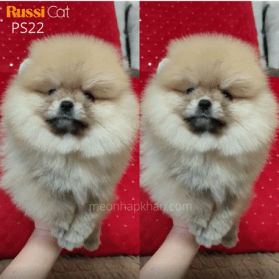 Chó Phốc sóc nhập Nga