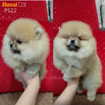 Chó Phốc sóc nhập Nga