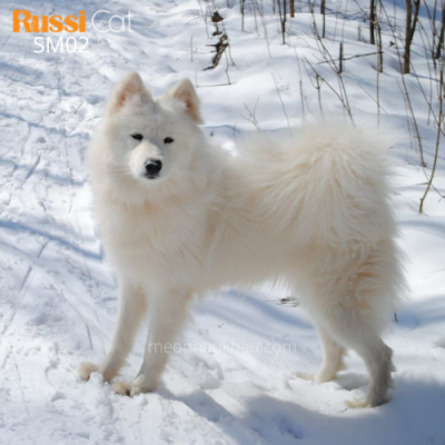 Chó Samoyed nhập Nga