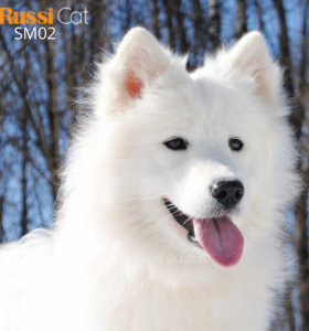 Chó Samoyed nhập Nga