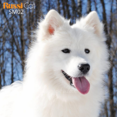 Chó Samoyed nhập Nga
