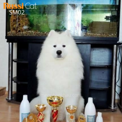 Chó Samoyed nhập Nga
