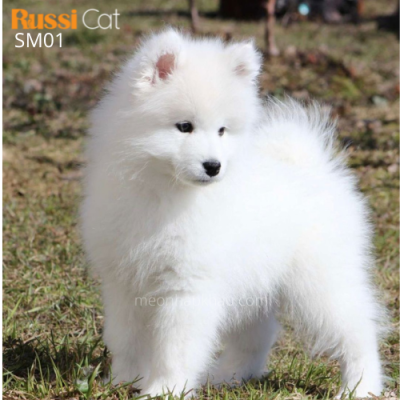 Chó Samoyed nhập Nga, cái