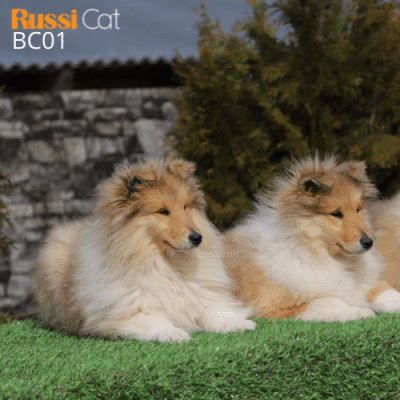 Chó border collie nhập Nga