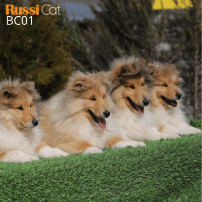 Chó border collie nhập Nga