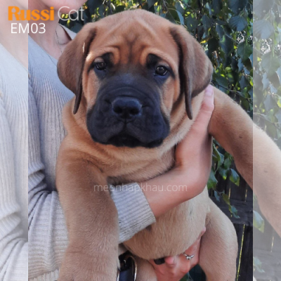 Chó ngao Anh cái (english mastiff)