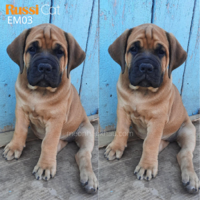 Chó ngao Anh cái (english mastiff)
