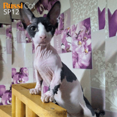 Mèo Ai Cập chân ngắn