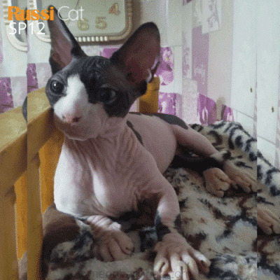 Mèo Ai Cập chân ngắn