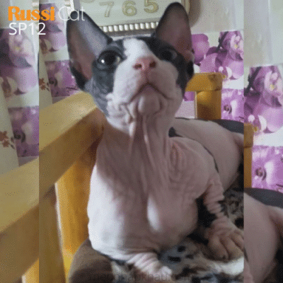 Mèo Ai Cập chân ngắn