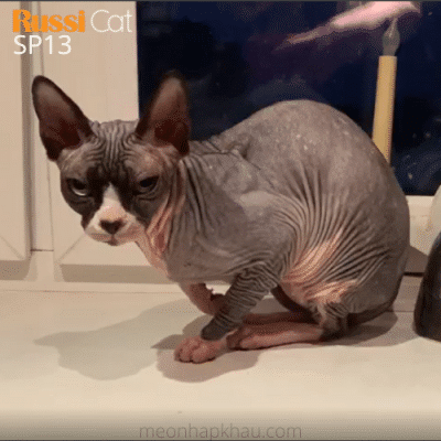 Mèo Ai Cập nhập Nga