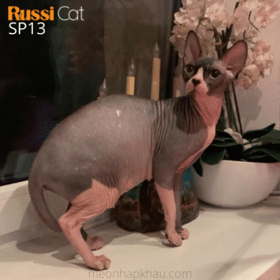 Mèo Ai Cập nhập Nga