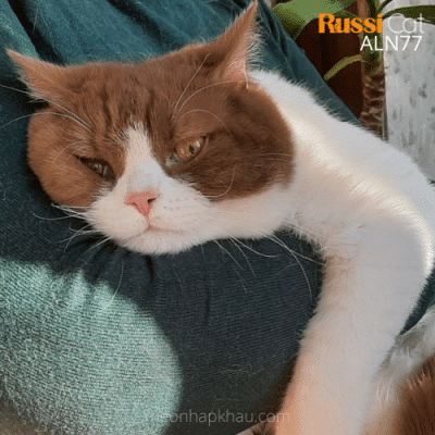 Mèo Anh lông ngắn Bicolor Cinnamon nhập Nga