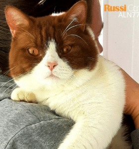Mèo Anh lông ngắn Bicolor Cinnamon nhập Nga