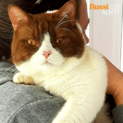Mèo Anh lông ngắn Bicolor Cinnamon nhập Nga